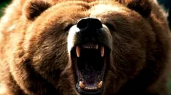 Galerie foto - Poza #4