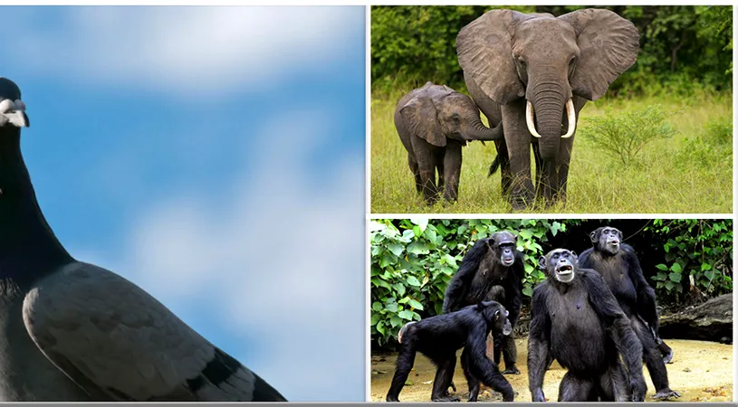 Animale mai inteligente decat oamenii. Care sunt asemanarile dintre noi si delfini!