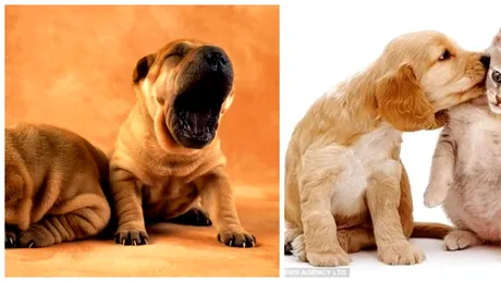 Ai animale de companie? Atunci avem o veste proasta pentru tine: cum iti vor lua autoritatile banii