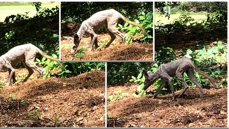 Primele imagini cu Chupacabra, facute in Carolina! Barbatul care le-a facut e ferm convins ca e vorba de celebra creatura