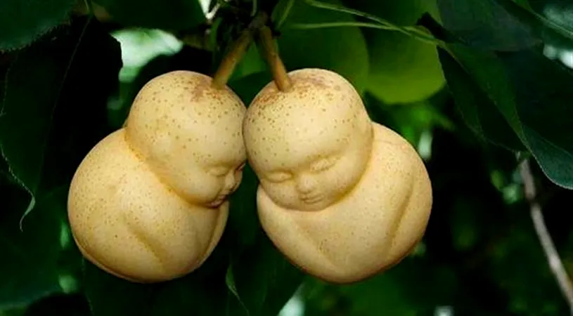 Perele in forma de Buddha! Cum au crescut cele doua fructe asa VIDEO