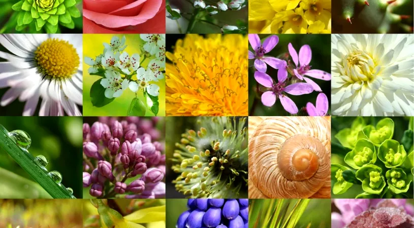 Zodiac floral. Ce floare te reprezintă în funcție de semnul zodiacal sub care te-ai născut