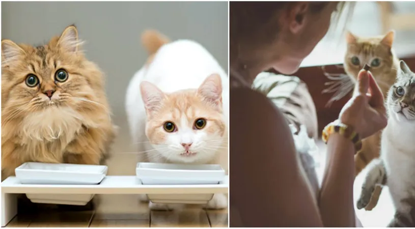 Alimente toxice pentru pisici! Cu ce nu trebuie sa iti hranesti vreodata felina