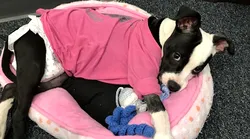 Galerie foto - Poza #1