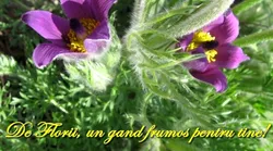 Galerie foto - Poza #4