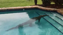 Galerie foto - Poza #4