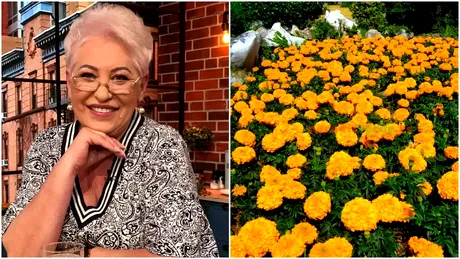 Planta care scade glicemia, dar te scapă şi de muşte şi ţânţari. Lidia Fecioru: „Este aur curat”