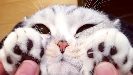 Pisica asta a devenit vedeta pe Instagram datorita ochilor sai! Cum ii arata pupilele