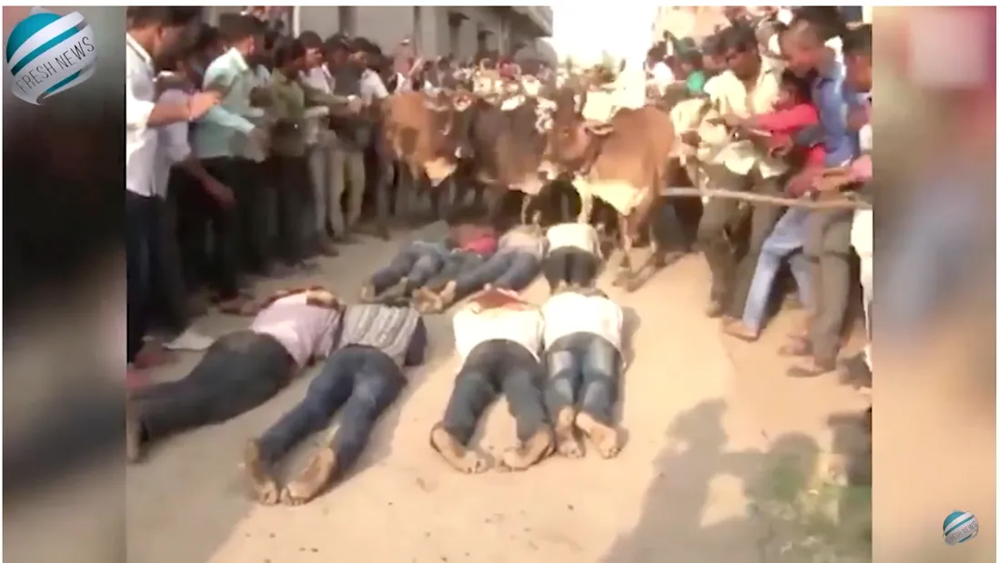 Scene de groaza! Zeci de oameni se lasa calcati in picioare de sute de vaci. De ce o fac! Intre timp sunt grav raniti si unii chiar mor VIDEO