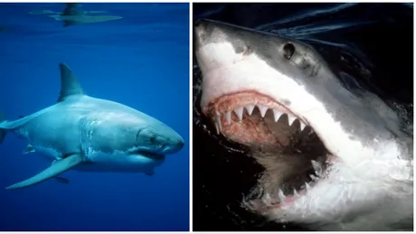 Marea Britanie si Irlanda vor fi invadate de rechini albi. Anuntul facut de specialisti