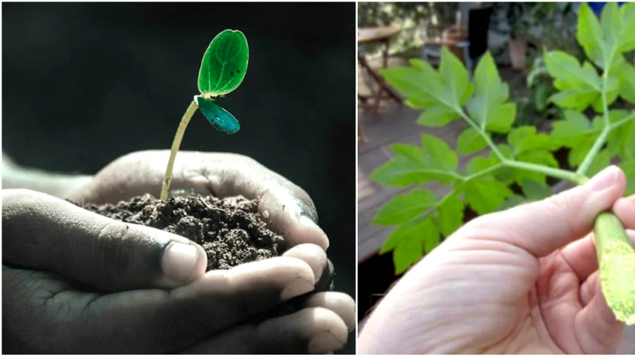 Elixirul tineretii, descoperit intr-o planta (4) 