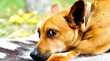 Cum îți poți da seama atunci când câinele tău suferă?