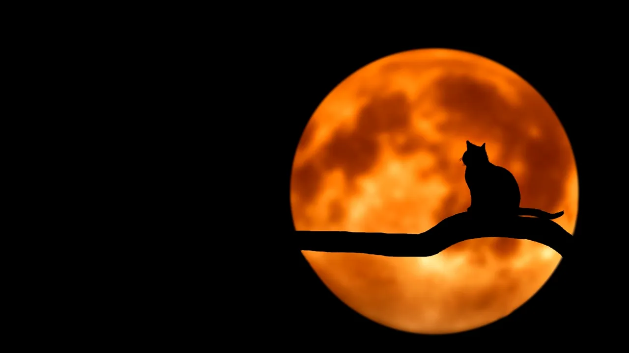 horoscop 31 octombrie 2018 