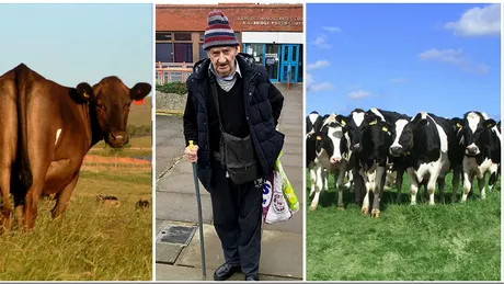 Pensionarul zoofil de 80 de ani are INTERZIS langa animale! Ce a facut intr-o cireada de vaci, timp de 10 ani. Le...
