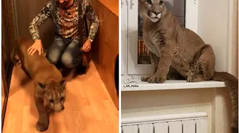 Un cuplu creste in apartament o PUMA de 3 ani. Il cheama „Messi” iar stapanii il trateaza ca pe o pisica desi i-ar putea sfasia in orice moment!