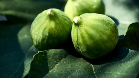 Seva de smochin: Beneficii, utilizări și recomandări pentru sănătate și îngrijire