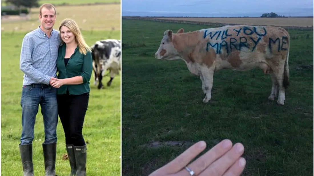 Cum si-a cerut fermierul asta iubita in casatorie! A fost implicata si o vaca iar imaginile sunt acum virale pe net!