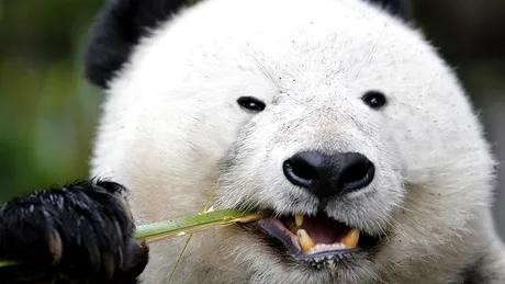 Ursul panda alb, fotografiat pentru prima data! De ce arata animalul rar in acest fel
