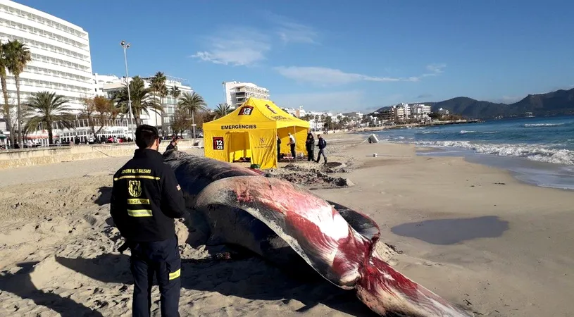 Balena insarcinata, moarta pe plaja! E IREAL ce au gasit oamenii in pantecele ei, pe langa fetus VIDEO