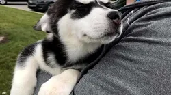 Galerie foto - Poza #4