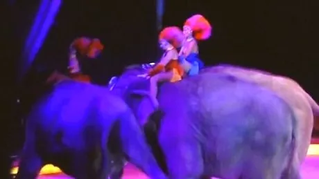 Moment terifiant in timpul unui spectacol de circ! Un elefant aproape ca a lovit spectatorii VIDEO