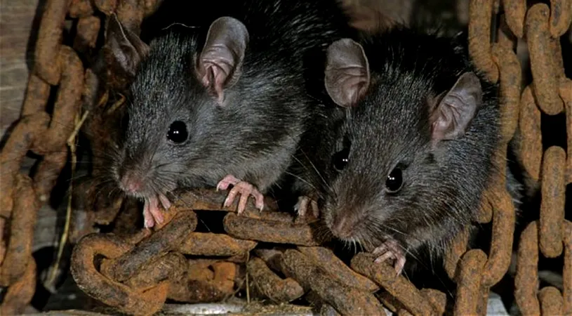 ORIBIL! Sobolanii au invadat o scoala din Craiova