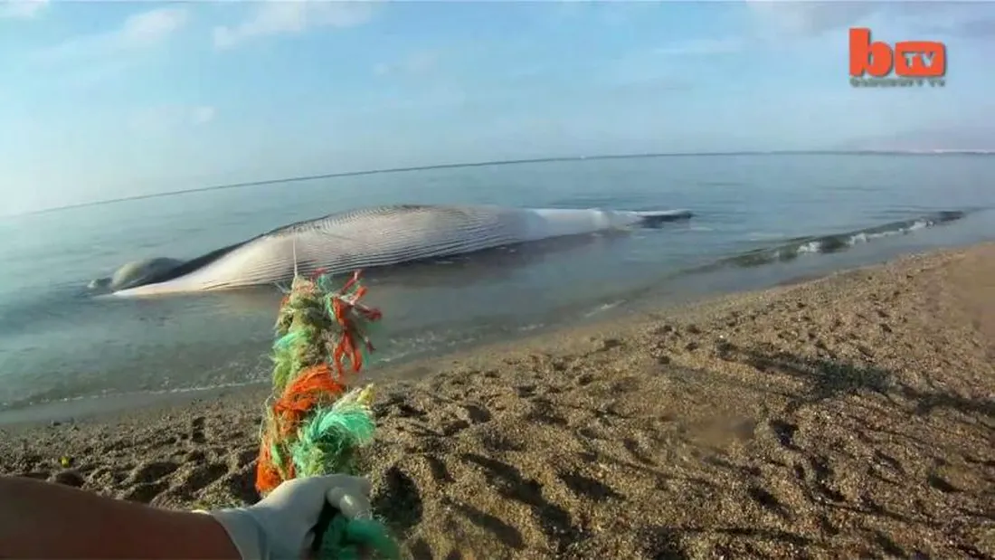 Au ridicat o balena de 35 de tone si au vrut sa o urce intr-un TIR…Ce s-a intamplat e incredibil VIDEO