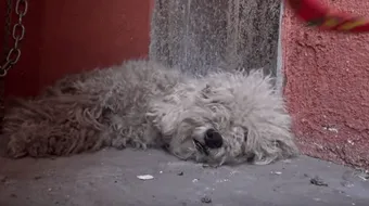 Povestea emotionanta a lui Yankee, un caine care a renuntat sa mai traiasca. Cum a inviat VIDEO