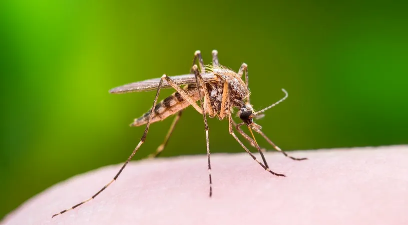 Descoperire uluitoare! O bacterie miraculoasă a redus cazurile de febră Dengue cu 77%