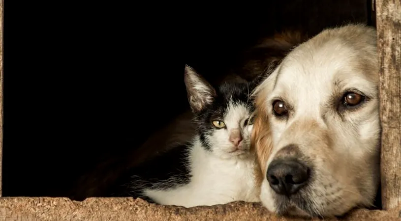 Așa îngrijești CORECT câinii și pisicile pe timp de caniculă. Ce sfaturi dau medicii veterinari