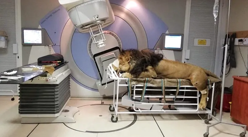 Incredibil! Un leu a fost adus la un spital de oameni pentru a fi tratat de cancer! Cum arata uriasul animal pe masa de operatii!