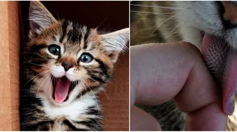 De ce au pisicile limba aspra. E o caracteristica ce se poate transforma in inventii ingenioase, peste cativa ani! VIDEO