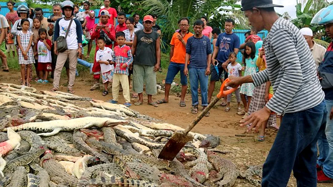 Au macelarit 300 de crocodili dupa ce un om a murit! De ce au ales oamenii sa se “rabune” asa? Imaginile sunt revoltatoare VIDEO