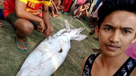 Cel mai mare calamar din lume. Un monstru de 2.5 metri a fost capturat si urmeaza sa fie transformat in delicatesa