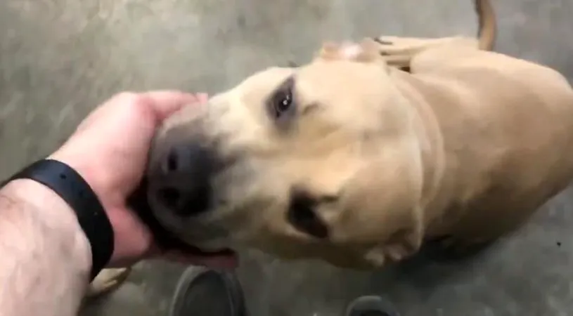 Povestea câinelui pitbull-erou care a murit în timp ce proteja doi copii de un șarpe veninos