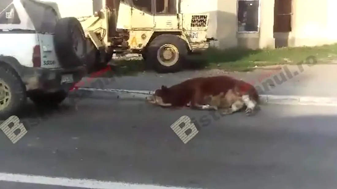 Scene socante: un vitel a fost legat la ambele picioare si tarat de un autoturism! Declaratia halucinanta a soferului VIDEO