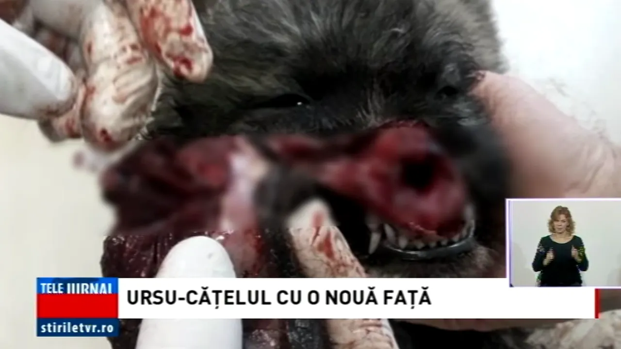 reconstructie a fetei pentru un catel 2 