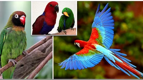 Curiozitati despre papagali la care nu te-ai fi gandit: folosesc unelte si au doua perechi de degete opuse