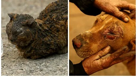 Animale ARSE de incendiile din California! Zeci de suflete nevinovate sunt tratate acum de rani. Imaginile iti rup sufletul!