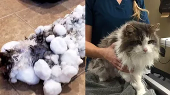 O pisica inghetata a fost salvata in ultimul moment de catre stapana! E miraculos modul in care si-a revenit in doar cateva zile!