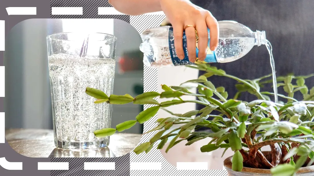 De ce să îți uzi plantele cu apă minerală. Descoperă beneficiile la care nu te-ai fi gândit!
