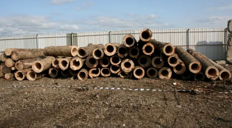 Incredibil! 100.000 de pachete de tigari ascunse in busteni in Suceava. Ce se intampla cu vinovatii si de ce nu sunt la puscarie