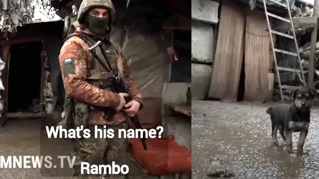 ”Rambo”, un cățeluș de doar câteva luni, îi ține în gardă pe soldații ucraineni: ”Stă de pază. Acesta e jobul lui!”