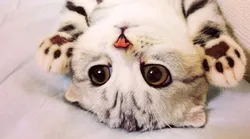 Galerie foto - Poza #4