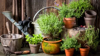 Planta puternică, excelentă pentru creier, inimă, vase, piele, păr și siluetă + Elimină și stresul