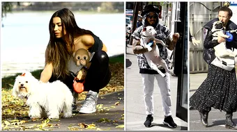 Vedete care nu se despart de cainii lor! Ii iau cu ei pana si la evenimente mondene