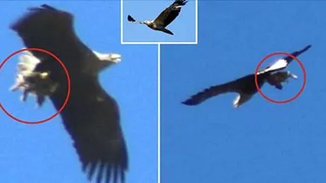 Uliul acesta a socat pe toata lumea! Zbura in gheare cu o vietate. Oamenii s-au ingrozit cand au aflat ce a furat