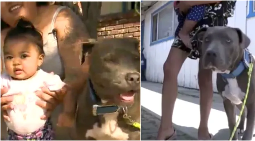 Bebelus salvat de pitbull! E incredibil ce gesturi a facut cainele in doar cateva secunde dupa ce a simtit miros de fum