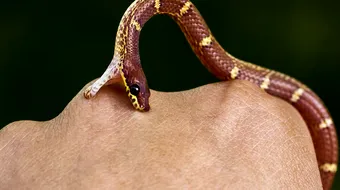 Mușcătura de viperă: Cât de rapid trebuie tratată rana pentru a nu se împrăștia veninul în corp