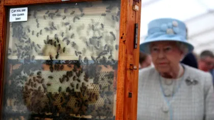 Albinele, mesagerii lumii de dincolo. Regina Elisabeta credea cu tărie în această legendă